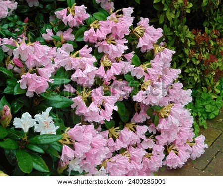 macro photo with decorative floral background of pink flowers of rhododendron bushes for landscape design as a source for prints, posters, decor