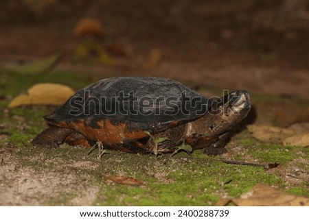 Siebenrockiella crassicollis (commonly known as black marsh turtle, smiling terrapin, and Siamese temple turtle, among others) is a freshwater turtle endemic to Southeast Asia.