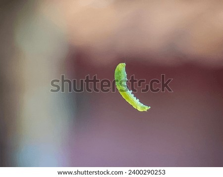 Macro shot: Green caterpillar suspended in a web. Nature's beauty in intricate detail. Perfect for projects, presentations, and educational use.