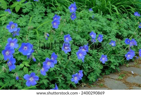 macro photo with a decorative floral background of blue flowers of a herbaceous geranium plant for landscape design as a source for prints, posters
