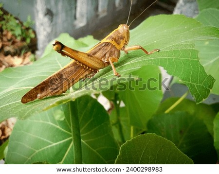 Grasshoppers are herbivorous insects from the subordo Caelifera in the ordo Orthoptera