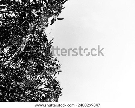 Black and white photo of leaves with the sky background 