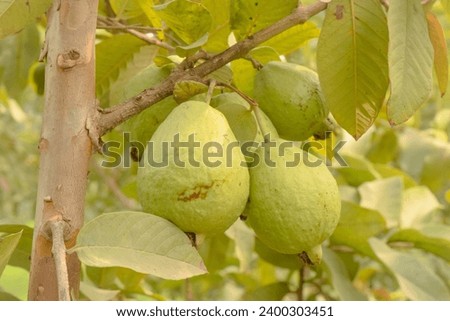 Capture of guavas hanging on the tree's branch. Hanging guava fruit. Close up of guavas . Healthy food concept. Guava. Ripe Tropical Fruit Guava on Guavas Tree. Guava fruit garden. Guavas tree.
