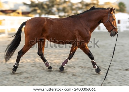 Beautiful dressage stallion with lead line in training. Royalty-Free Stock Photo #2400306061