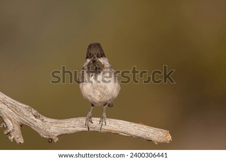 Sombre Tit (Poecile lugubris) on the tree branch. Blurred and natural background. Small, cute, songbird.