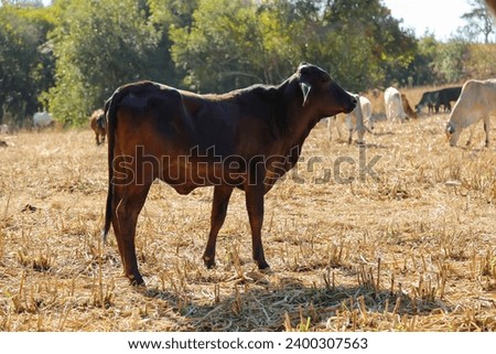 cows and bullocks in herd on the dry grass field. the cow is looking out of the picture. herd of cattle