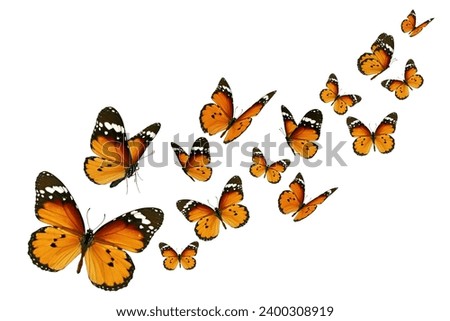 Monarch butterflies in flight on white background.