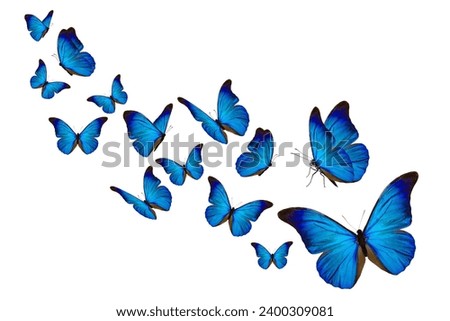 blue butterflies in flight on white background.