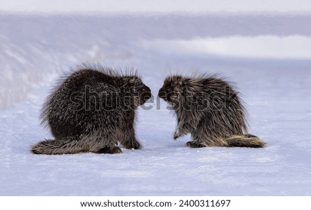 A pair of gorgeous porcupines in a nose-to-nose pose , trying to challenge something