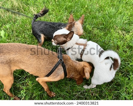 Macro photo yorkshire terrier dog puppy play with dogs. Stock photo cute animal pet yorkie dog puppy