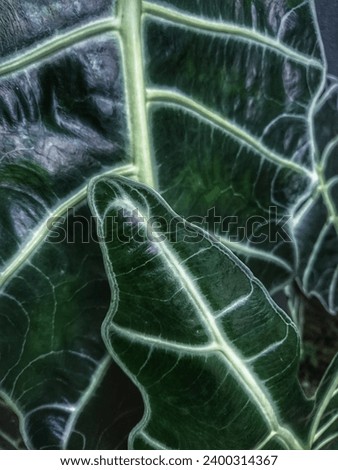 Dark amazon Skull caladium leaves wallpaper photo, garden, park, farm, backdrop, leaf, white line, macro wallpaper 