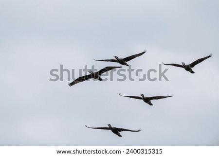 Small flock of Black Cormorants flying towards camera against a pale blue sky Royalty-Free Stock Photo #2400315315