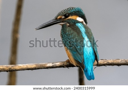 The beauty of kingfishers in nature in Thailand.