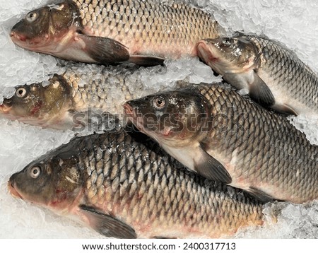 Macro photo fresh fcarp fish on ice. Stock photo fresh seafood sea fish background. Photo fish on ice in market