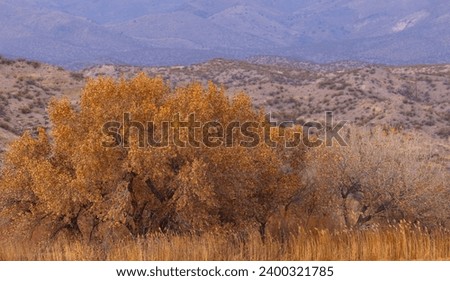 Dry leaves and grasses with mountains in background display beauty of early winter in New Mexico, Bosque del Apache Refuge