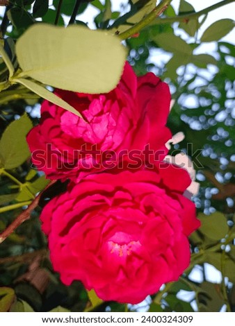 Beautiful pink rose flower in a garden for valentine day background Pink roses 