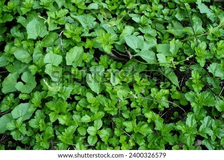 Natural background with foliage objects                             