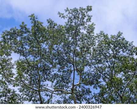 Tree with green leaves under a partly cloudy sky.
