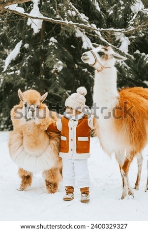 cute beautiful girl in fashion stylish winter clothes fur coat and fur hat walking and hugging with llama alpaca pet in snowy pine forest, winter spirit and having fun