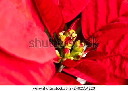Uphorbia pulcherrima , poinsetia, typical plant for decoration at Christmas in Spain
