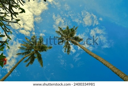 Beautiful landscape photo on palm trees,Blue sky in the background