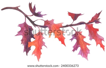 
Scarlet oak Quercus coccinea. Watercolor hand drawing painted illustration.