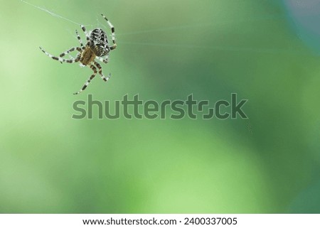 Cross spider crawling on a spider thread. Halloween fright. Blurred background. A useful hunter among insects. Arachnid. Animal photo from the wild.