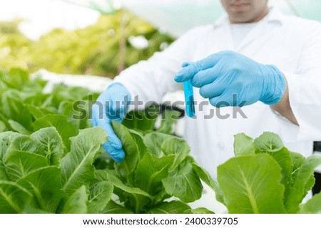 Organic farming, salad farm. Science farmers are checking water conditions during planting, checking for pesticide residues. Hydroponics vegetable, Ecological Biological, Healthy, Vegetarian, ecology Royalty-Free Stock Photo #2400339705
