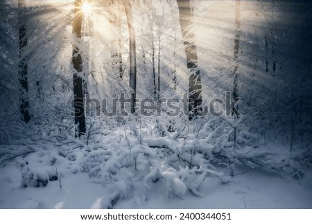 sun rays in winter forest, fantasy landscape