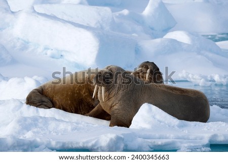 Walrus (Odobenus rosmarus), on pack ice, Spitsbergen, Svalbard, Norway, Scandinavia, Europe