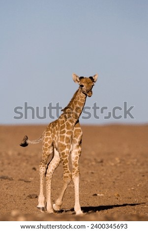 Young desert giraffe (Giraffa camelopardalis capensis), Namibia, Africa