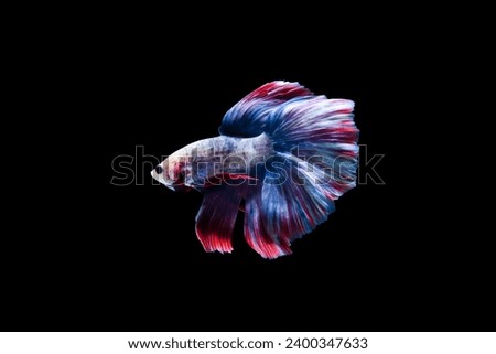 Betta fish, Siamese fighting fish, Grizzle Rosetail Betta, Betta splendens, blue red halfmoon betta isolated on black background