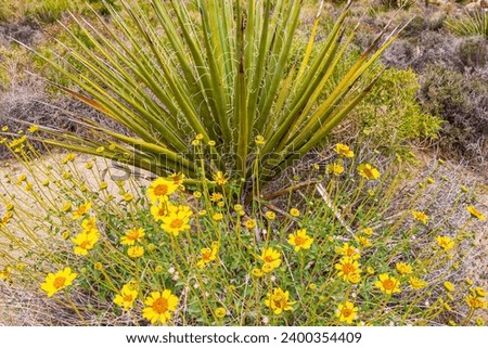 Mojave Yucca Cactus And Brittlebush in Hidden Valley, Joshua Tree National Park, California, USA Royalty-Free Stock Photo #2400354409