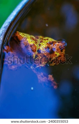 Grape leaves in water, fall background 