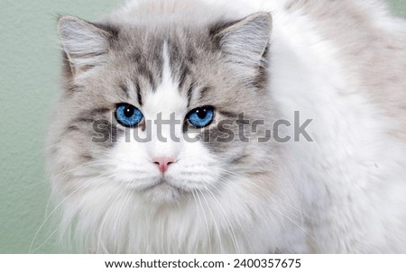 The cat, scientifically known as Felis catus, is a small domesticated carnivorous mammal that has been a companion to humans for thousands of years. Cats come in various breeds, each with its unique c
