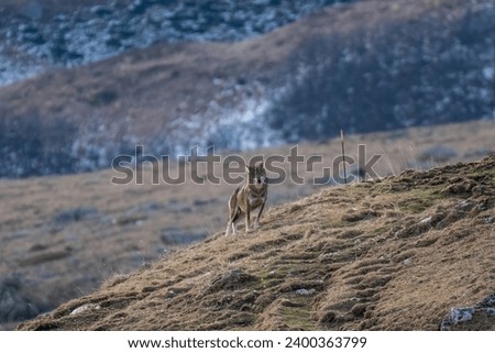 Horizontal picture of a wild Italian wolf (Canis Lupus Italicus) standing in an alpine meadow on a winter day on snowy slopes background, Alps.Italy
