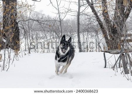 Round the corner, dog is there. Excited German Shepard domestic dog (Canis lupis) bounding through a winter snow cover. Thick black and white coat makes playing in the cold more fun