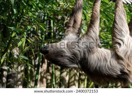 Linnaeus's Two-Toed Sloth (Choloepus didactylus), also known as the Southern Two-Toed Sloth, Unau, or Linne's Two-Toed Sloth. Royalty-Free Stock Photo #2400372153