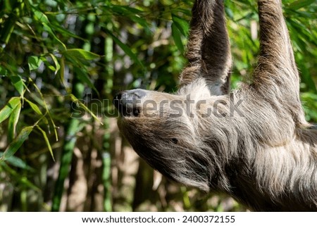 Linnaeus's Two-Toed Sloth (Choloepus didactylus), also known as the Southern Two-Toed Sloth, Unau, or Linne's Two-Toed Sloth. Royalty-Free Stock Photo #2400372155