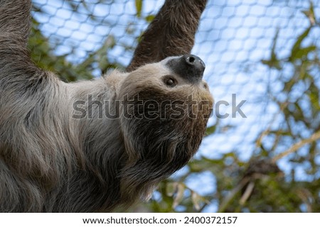 Linnaeus's Two-Toed Sloth (Choloepus didactylus), also known as the Southern Two-Toed Sloth, Unau, or Linne's Two-Toed Sloth. Royalty-Free Stock Photo #2400372157