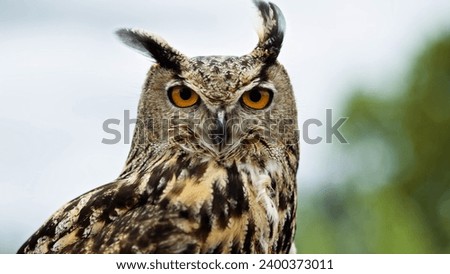 An owl with its head turned to the side. The owl has a brown and white speckled body and a white face with orange eyes. Its head is turned to the side and it has a small tuft of feathers on its head. 