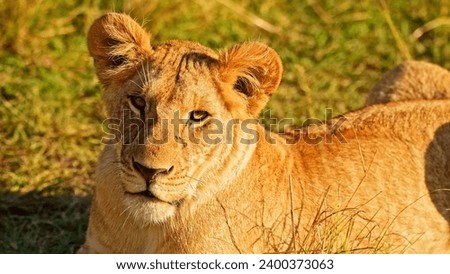 A Lion lying on the grass. The lion’s face is blurred out. The lion has light brown fur and is lying on its side. The background consists of green grass and a few bushes.  Royalty-Free Stock Photo #2400373063