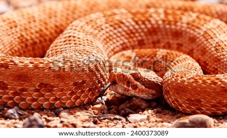 A Coiled rattlesnake on rocky ground. The snake is coiled in a defensive posture with its head raised. It is orange in color with a pattern of darker orange scales.