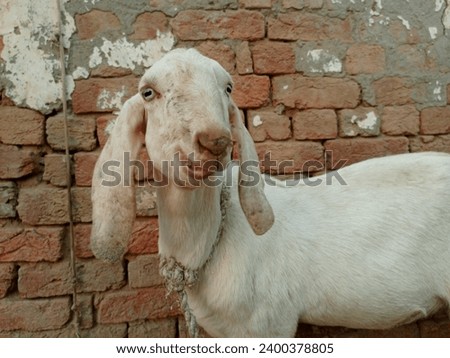 Beetal goats. Animal in Farm. With selective focus on the subject. Pictures of pakistan domestic
