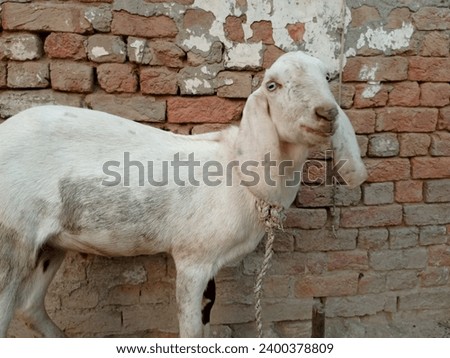 Beetal goats. Animal in Farm. With selective focus on the subject. Pictures of pakistan domestic Goats.