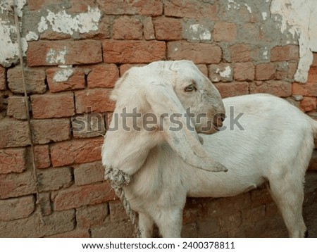 Beetal goats. Animal in Farm. With selective focus on the subject. Pictures of pakistan domestic 