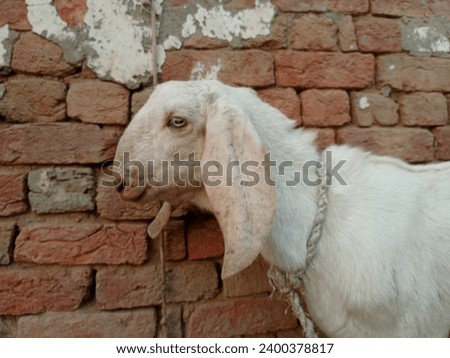 Beetal goats. Animal in Farm. With selective focus on the subject. Pictures of pakistan domestic 