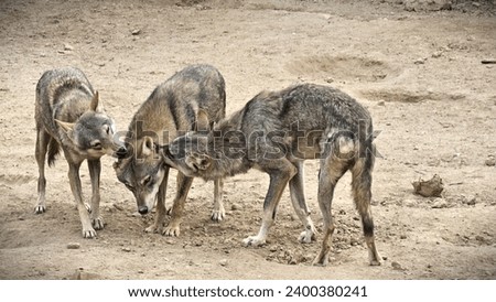 The Arabian wolf (Canis lupus arabs), a portrait of a rare subspecies of the gray wolf- Two Male Arabian Wolf loving with her female 