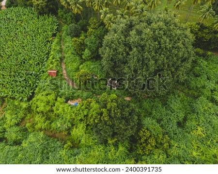 drone shot aerial view top angle greenery natural scenery photograph dense woods lust forest jungle plantations meadows grassland coconut plantain trees india rainforest evergreen wallpaper background Royalty-Free Stock Photo #2400391735
