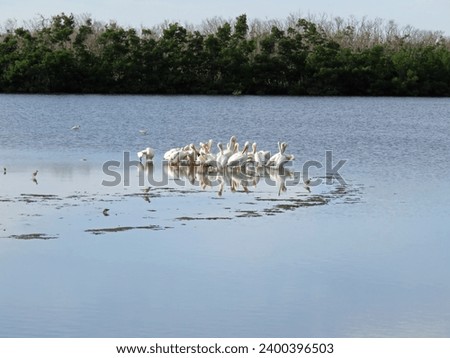 American White Pelican Ding Darling Wildlife Refuge Sanibel Florida Royalty-Free Stock Photo #2400396503